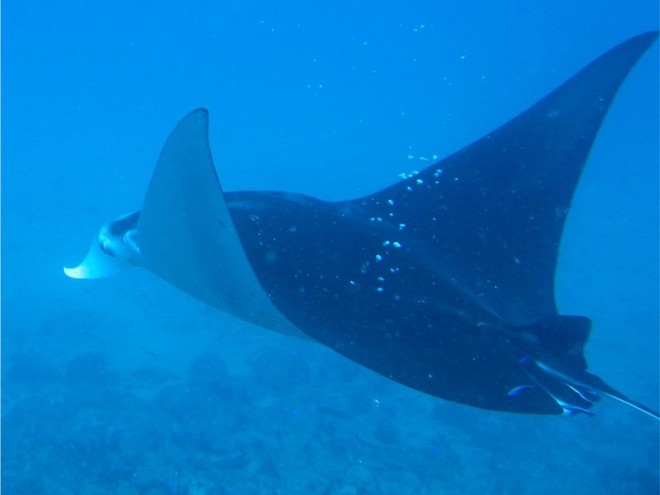 Manta Ray in full flight © Wanderlust 3 http://www.h-tv.com